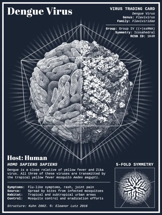 Dengue Virus