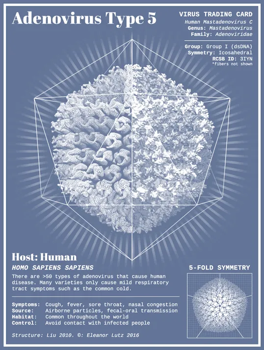 Adenovirus