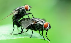 I Shoot Insects While They Are Making Love
