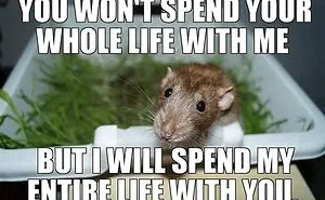 The Thing Is These Memes Of Rats Are Surprisingly Good