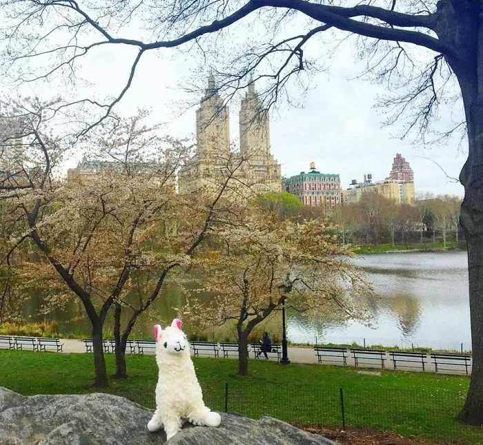 Relaxing In Central Park