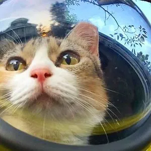 Crazy Cat Storez