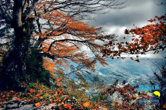 Autumn View From Tskrajvari. Location: Imereti, Georgia, 1569  Metres Above Sea Level