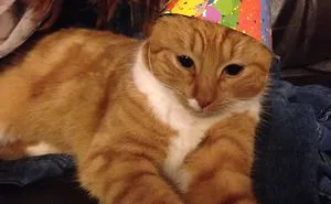 Post A Photo Of Your Pet Having A Good Time