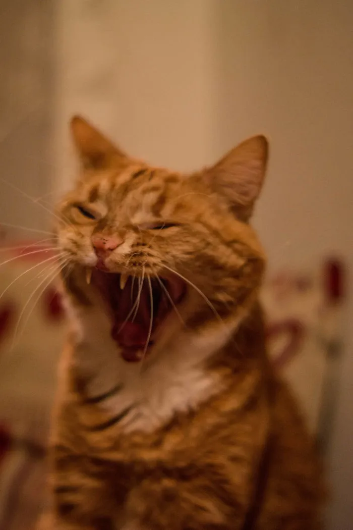 He Said "nope" And Laughed When I Said He's Quite Photogenic..