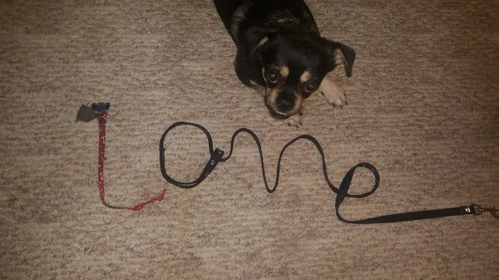 My Little Boy, Buddy, And I Wanted To Share Our Favorite Word That Starts With L!
