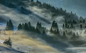 Hypnotizing Forests Of Slovenia, My Homeland
