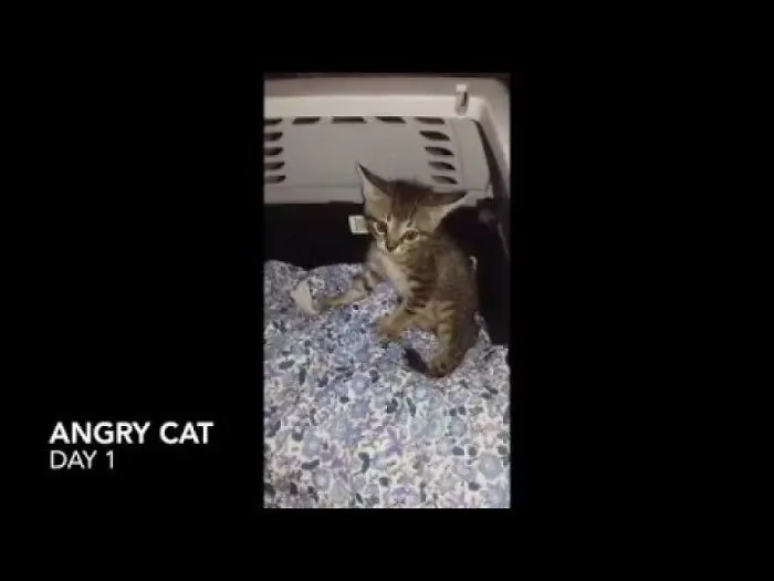 She Rescued An Angry Kitten And The Next 3 Days Tested Her Patience