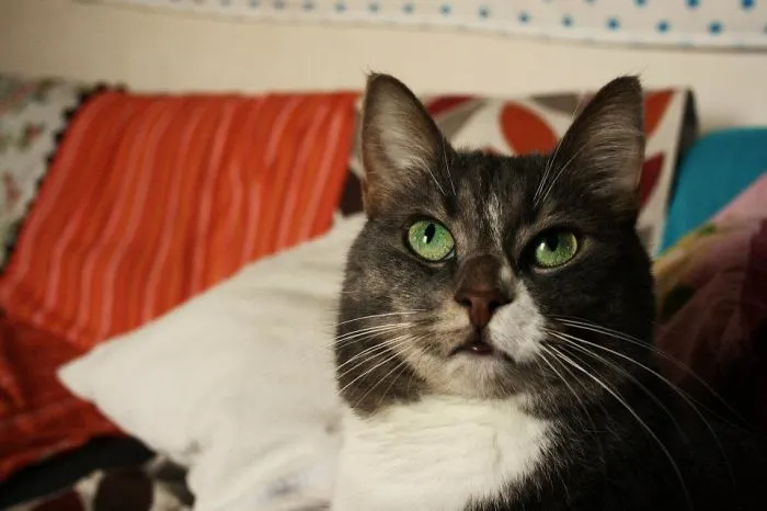 Queen Tigris
