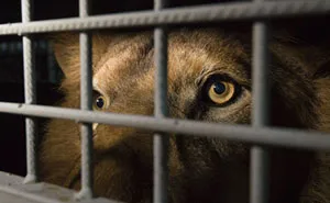 33 Lions Rescued From Circus Arrive In Africa To Get Their Stolen Lives Back