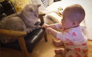 2 Adorable British Shorthairs Love Their Baby Human