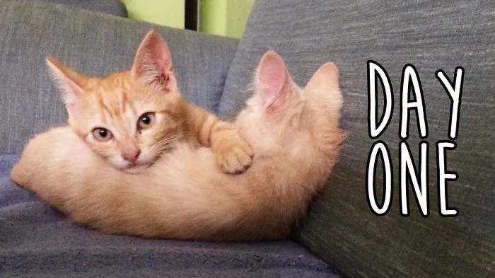 We Saved The Cutest Kittens Ever!