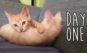 We Saved The Cutest Kittens Ever!