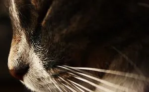 Queen Tigris