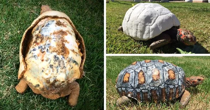 Injured Tortoise Receives World's First 3D Printed Shell