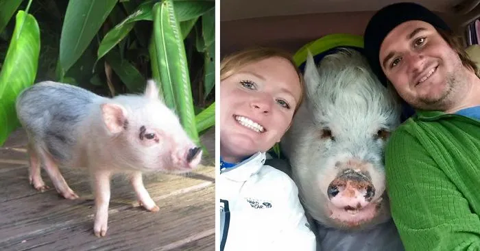 This Family Thought They Bought A Mini-Pig, But It Grew Up Into 250 Lb Travel Buddy