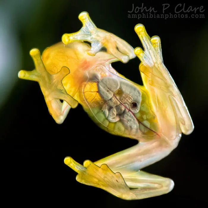 La Palma Glass Frog