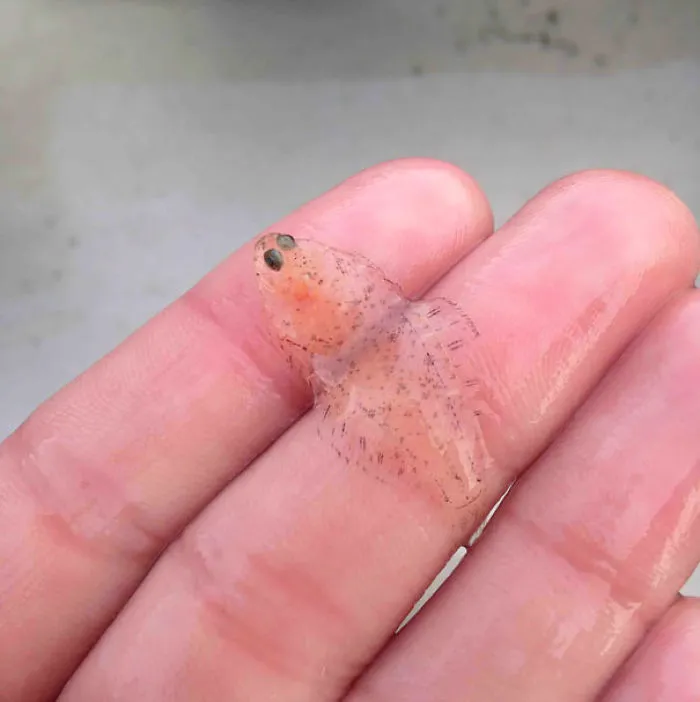 Transparent Fish