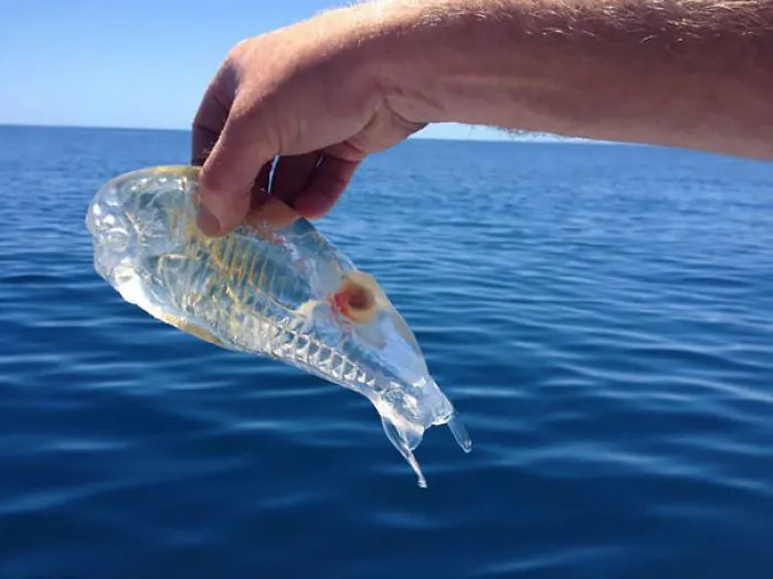 Salpa Maggiore