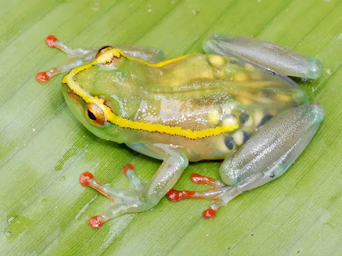 See-through Frog (Hyperolius Leucotaenius)