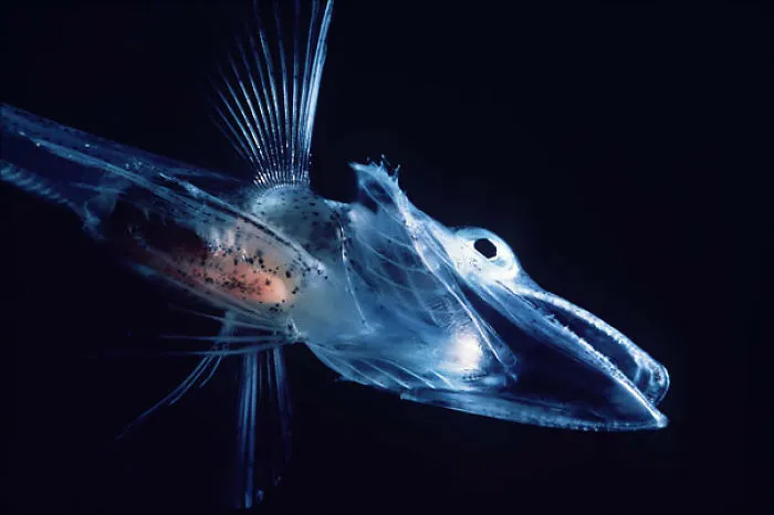 Ice Fish