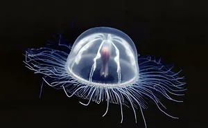 36 Transparent Animals That Are Hard To Believe Actually Exist