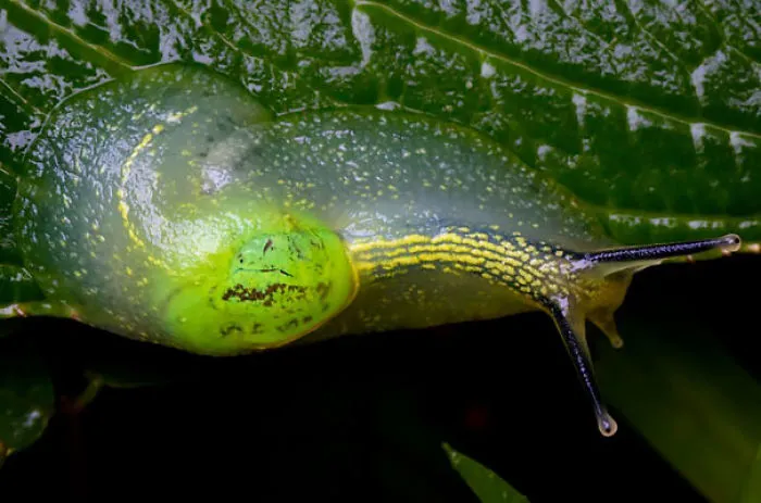 Clear Slug