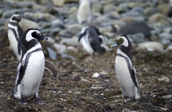 Bird Dress Up Penguin