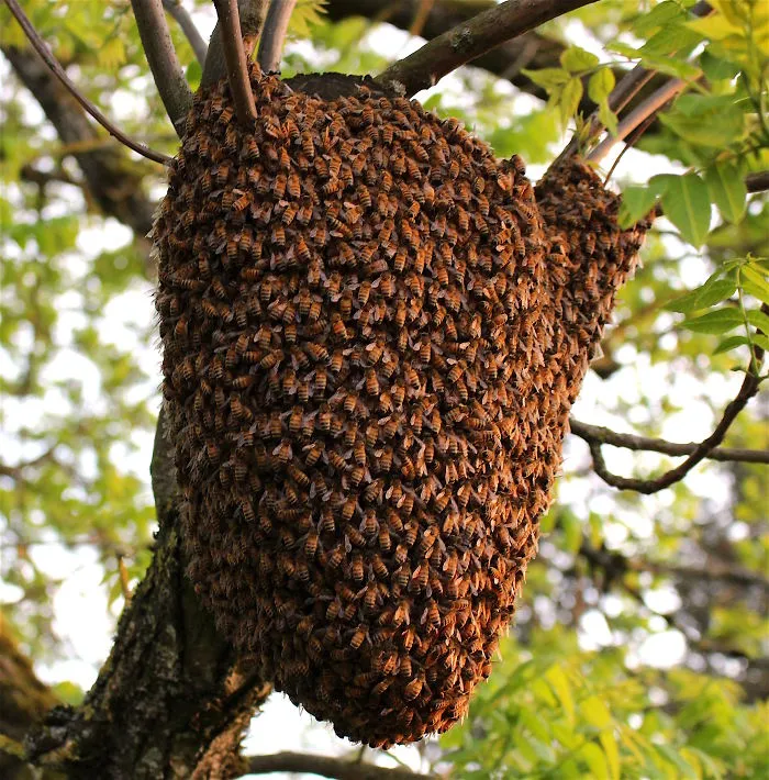 When A Bee Swarm Arrived In Our Front Yard