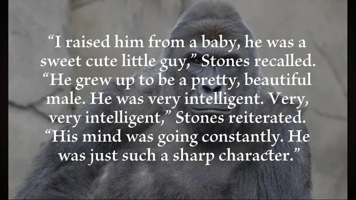 A Tribute To Harambe