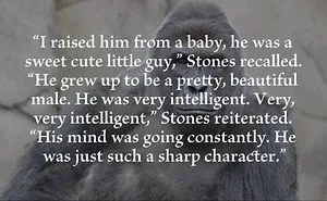 A Tribute To Harambe