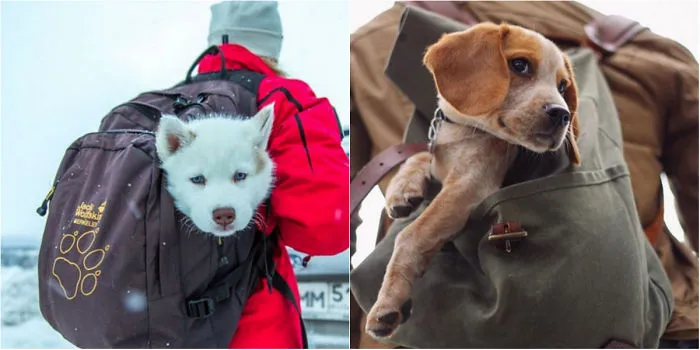 Go Camp With Your Dog!