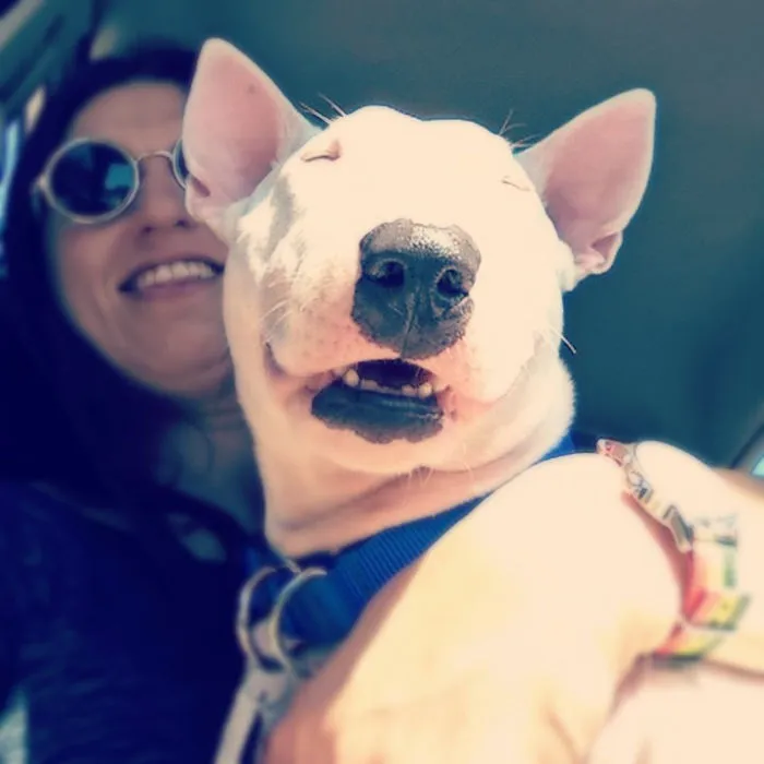 True Happieness From Zara - Bull Terrier