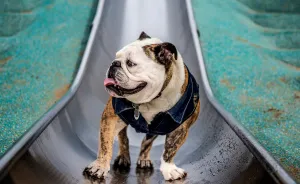 We Want To Show That Dogs Are Equal Part Of Our Community