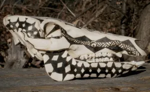 I Draw On Bones Using Only The Sun And A Magnifying Glass
