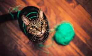 I Photograph The Hilarious Behaviour Of My Cats