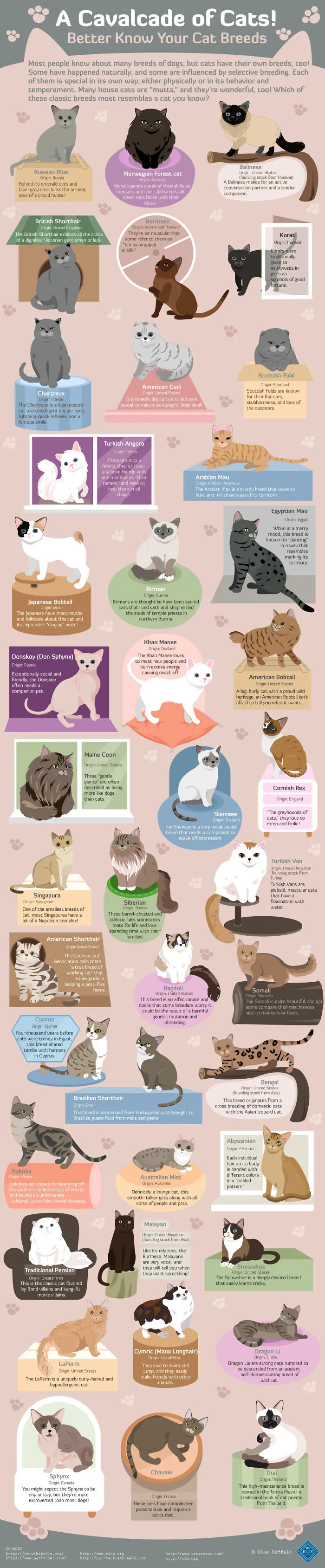 A Cavalcade Of Cats!