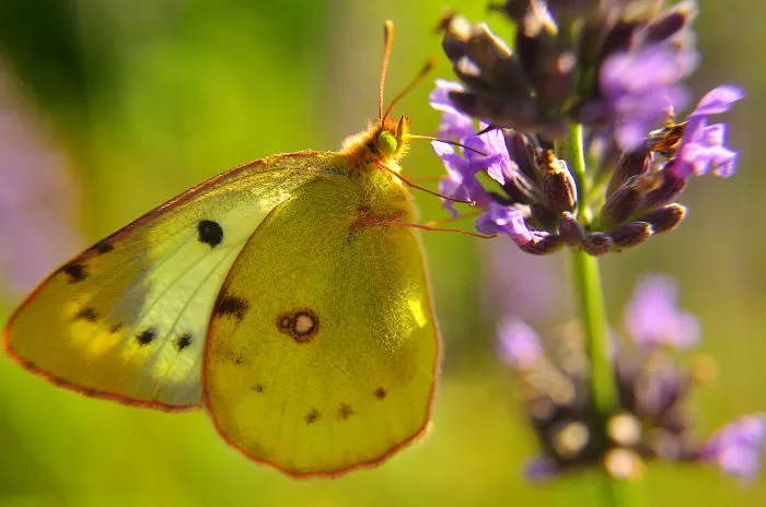 Butterfly World.