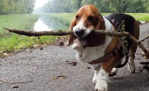 My Dog Has A Thing For Big Sticks