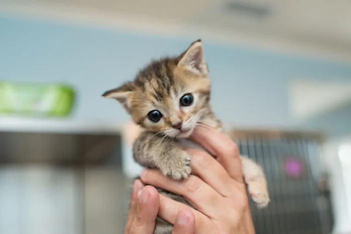 I Photograph Kittens At Kitten Rescue's New Nursery