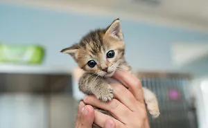 I Photograph Kittens At Kitten Rescue's New Nursery