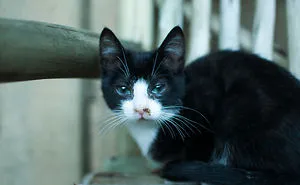 I'd Like You To Meet Chuck
