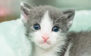 I Photograph Orphaned Kittens To Promote Adoption