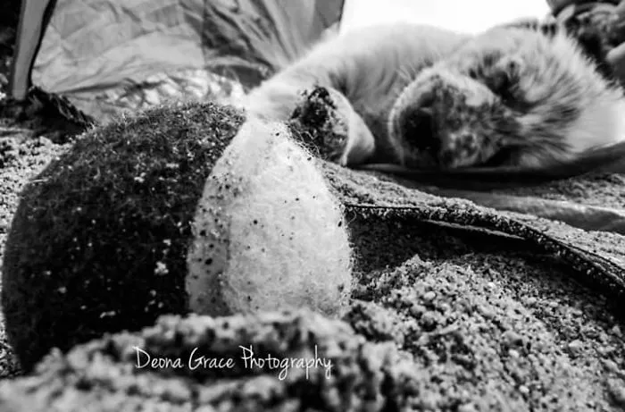 I Take Photos,  Mostly Of Dogs At The Moment