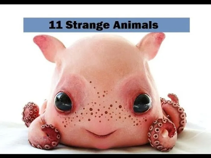 Names Of Strange Animals