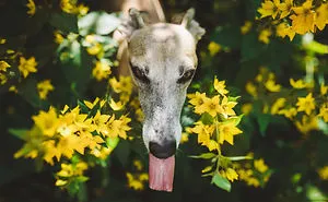 After Adopting A Galgo I Decided To Photograph As Many Galgos As Possible