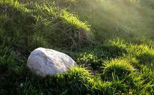 Stoned In The Grass