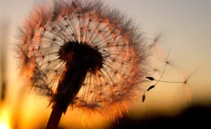 How Ordinary Dandelions Become Extraordinary