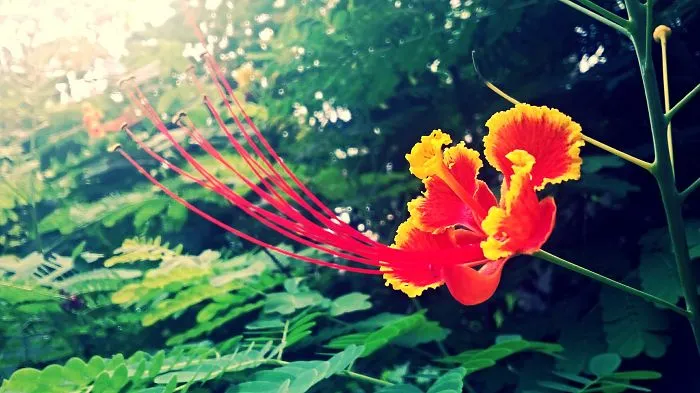 I Don't Know If It Looks Good, I Shot This On The Way To My Nephew's School With My Phone