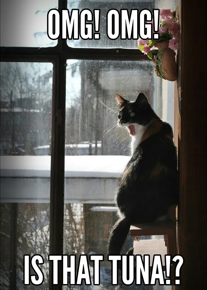 When You Hear A Container Of Food Being Opened In The Room...